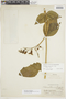 Chelonanthus acutangulus image