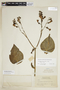 Chelonanthus alatus image