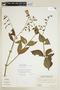 Chelonanthus albus image
