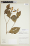 Chelonanthus albus image