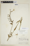 Chelonanthus angustifolius image