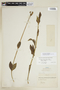 Chelonanthus angustifolius image