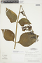 Chelonanthus grandiflorus image