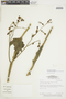 Chelonanthus grandiflorus image