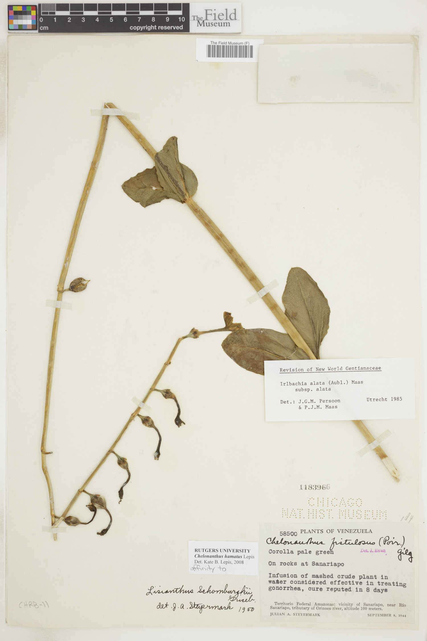 Chelonanthus hamatus image