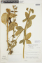 Chelonanthus hamatus image