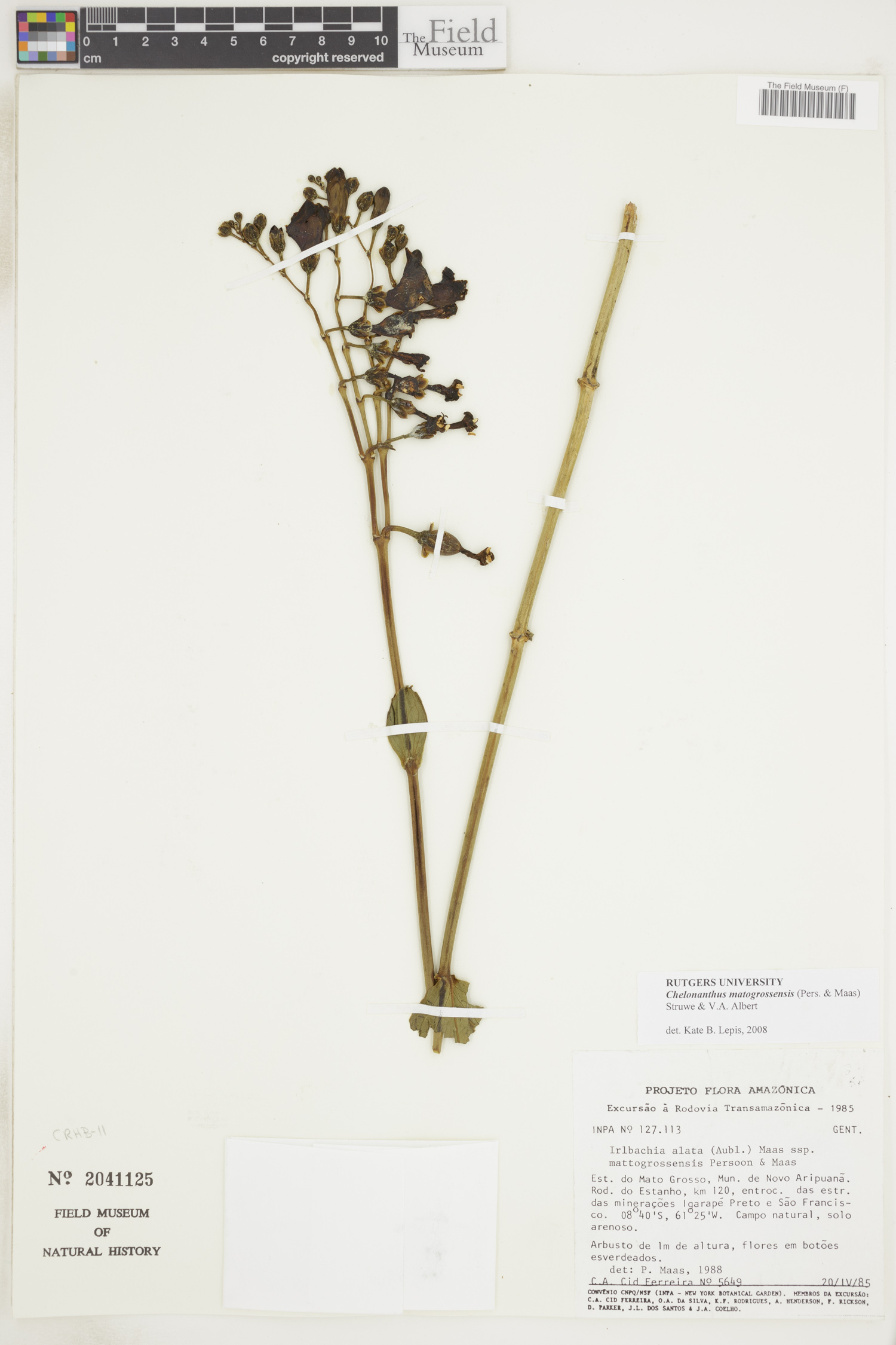 Chelonanthus matogrossensis image