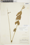 Chelonanthus pterocaulis image