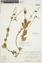 Chelonanthus pterocaulis image
