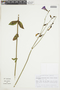Chelonanthus purpurascens image