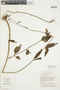 Chelonanthus purpurascens image