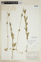 Chelonanthus viridiflorus image