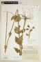Chelonanthus viridiflorus image