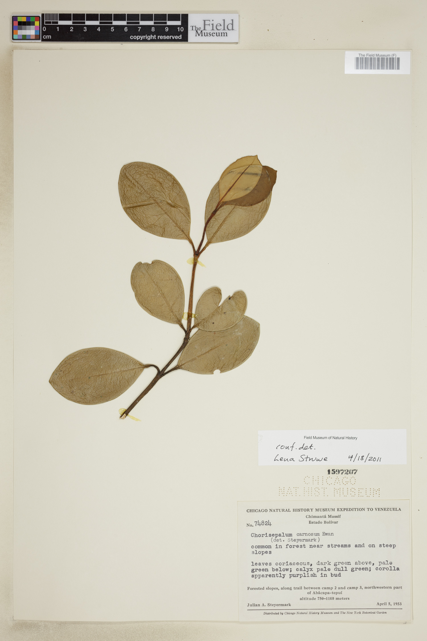 Chorisepalum carnosum image