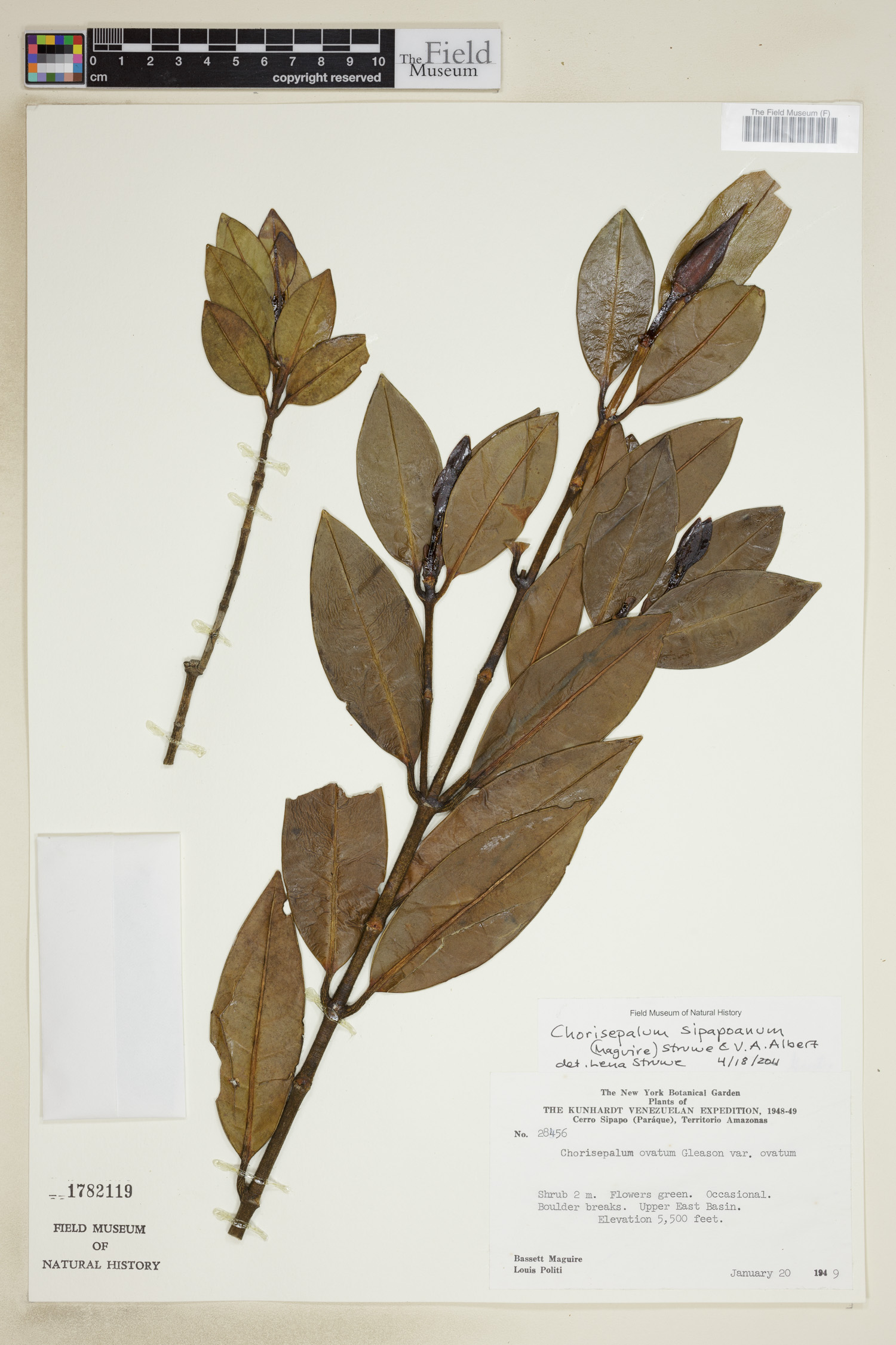 Chorisepalum sipapoanum image