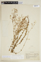 Curtia verticillaris image