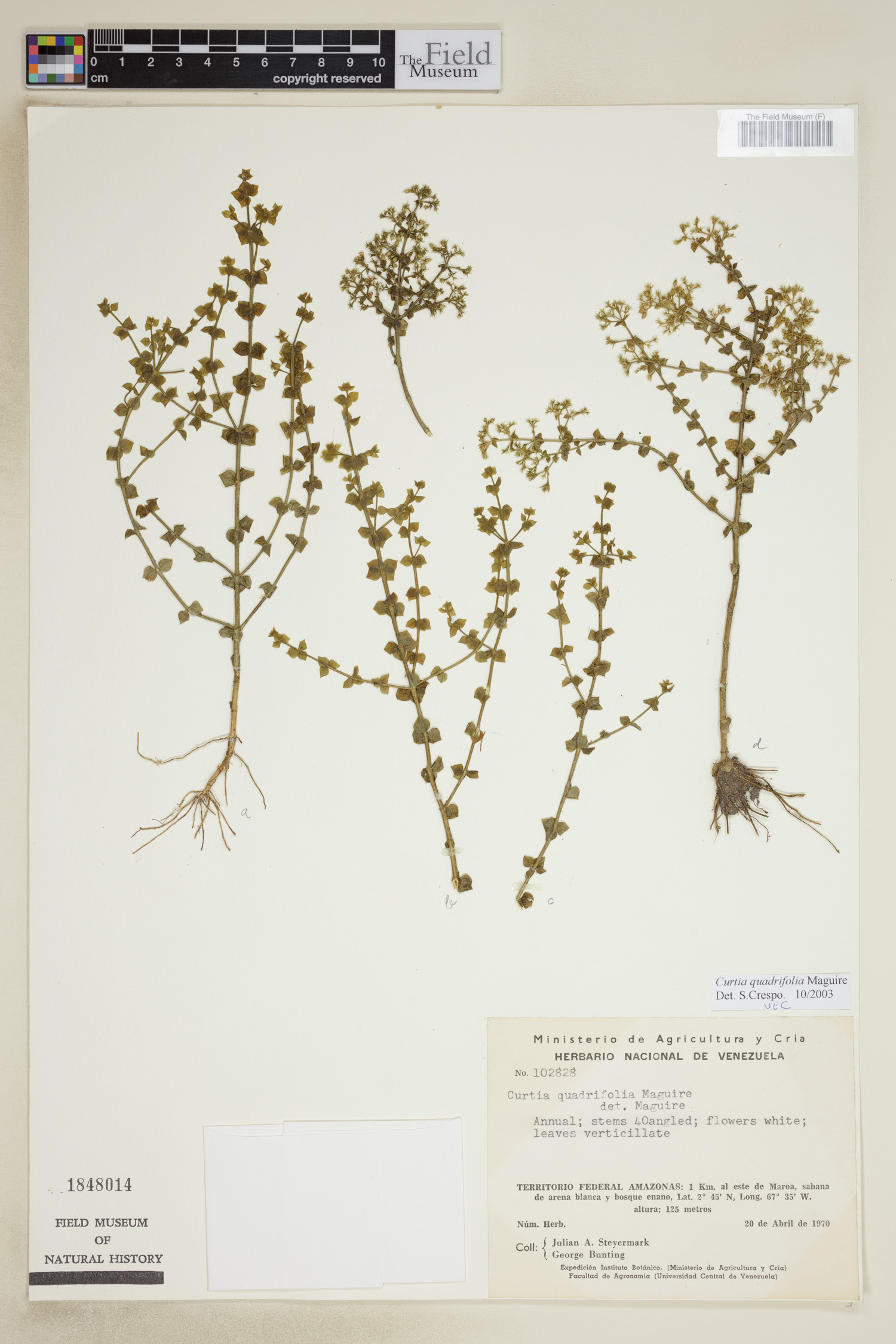 Curtia quadrifolia image