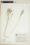 Curtia tenuifolia image