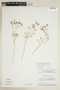 Curtia tenuifolia image