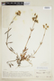 Halenia asclepiadea image