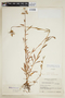 Halenia asclepiadea image
