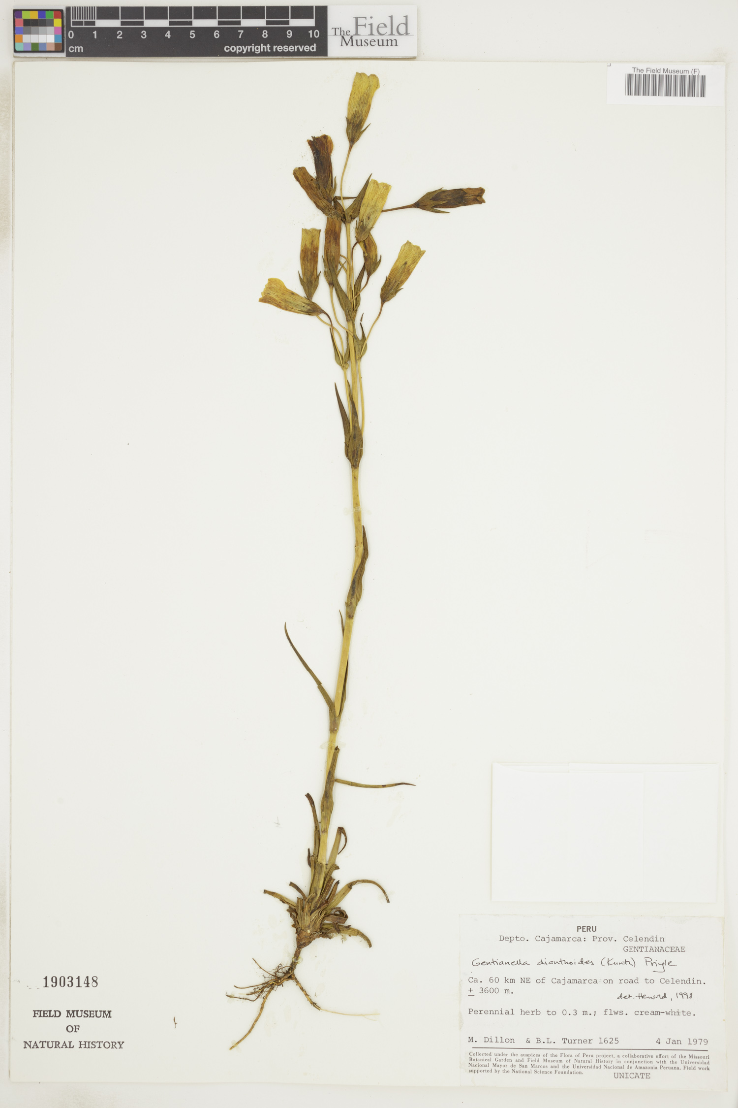 Gentianella dianthoides image