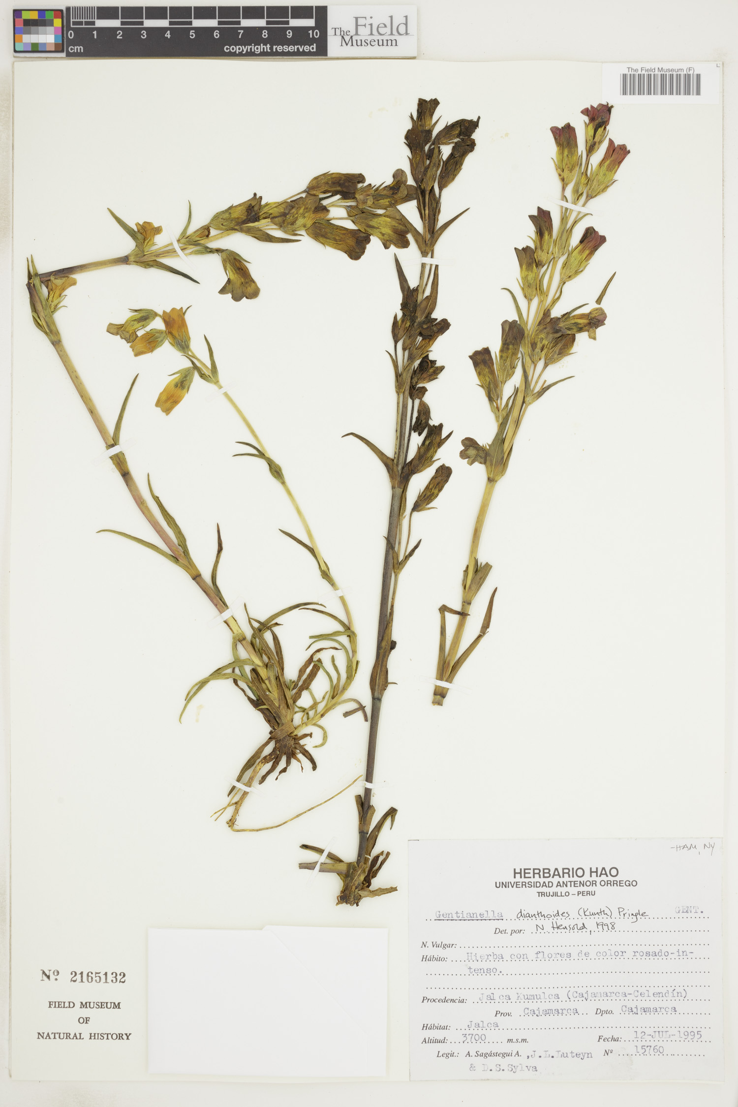 Gentianella dianthoides image