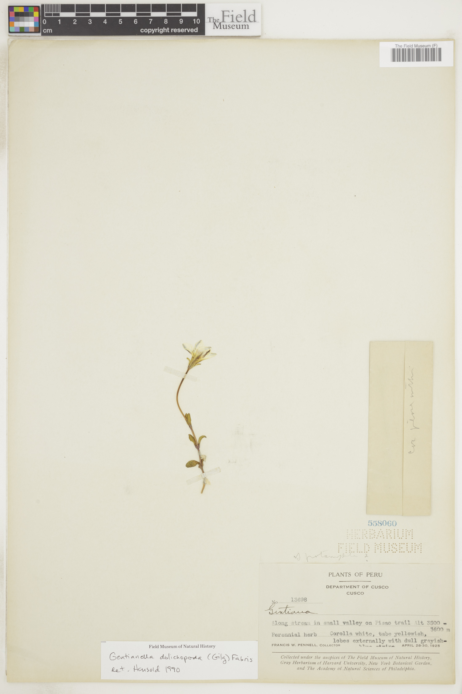 Gentianella dolichopoda image