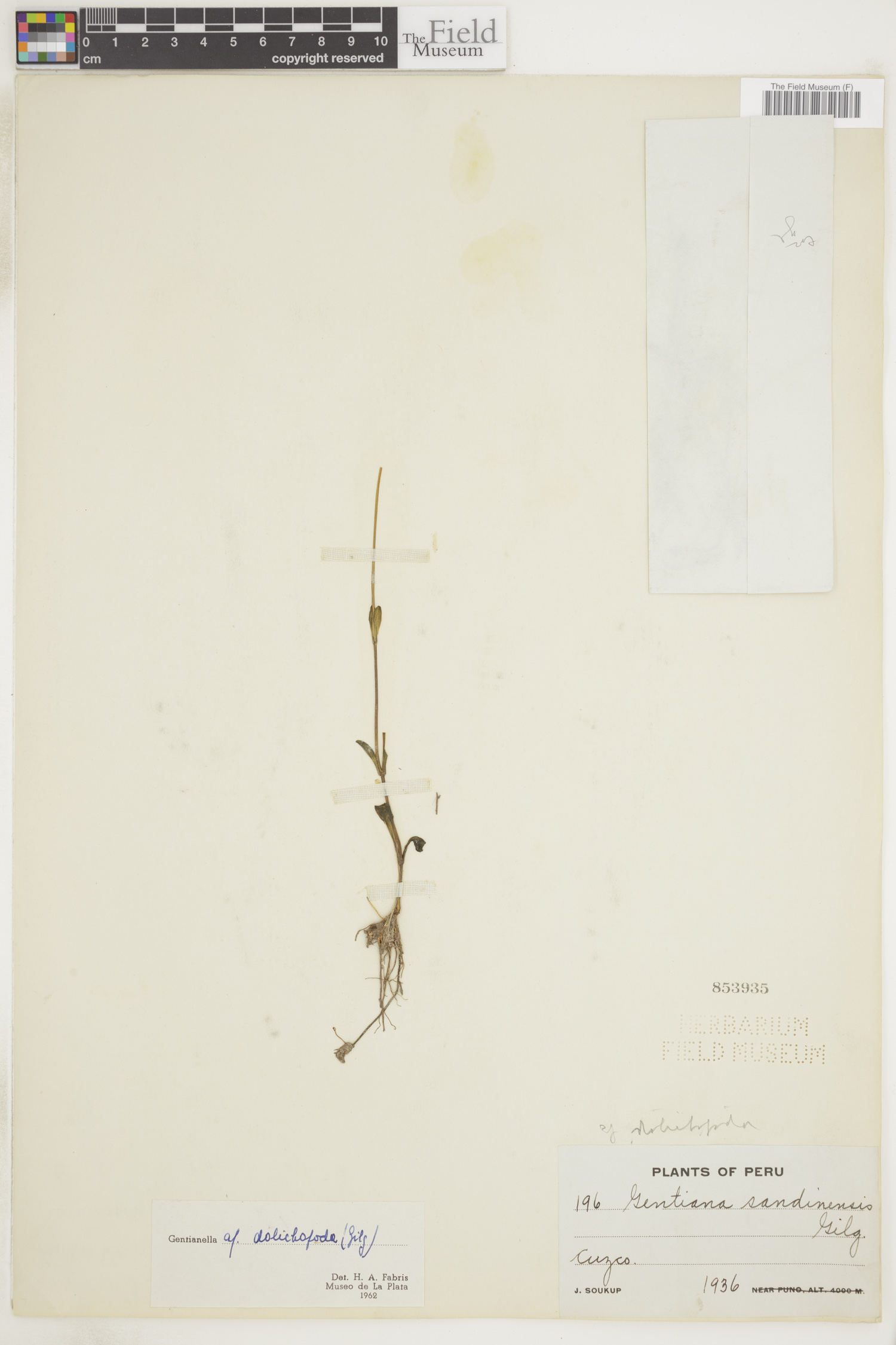 Gentianella dolichopoda image