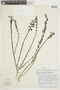 Gentianella ericoides image