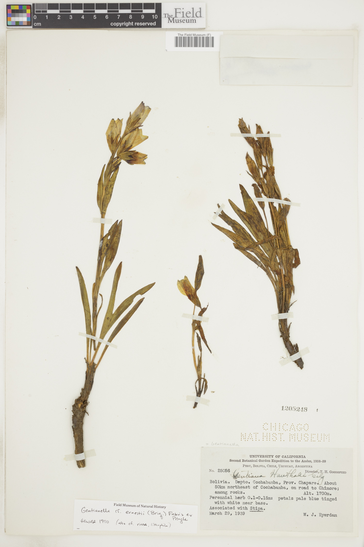 Gentianella ernestii image
