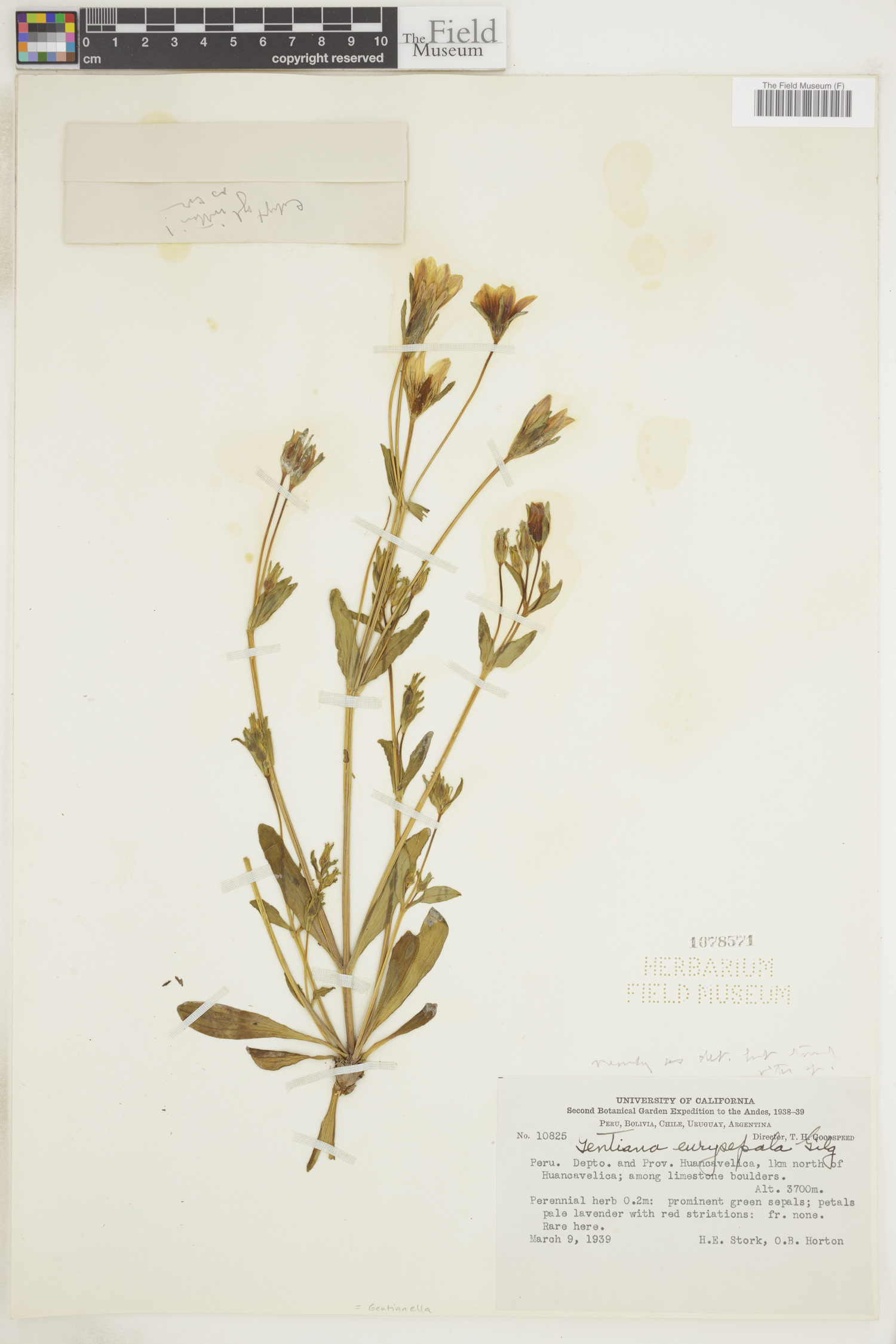 Gentianella eurysepala image