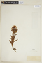 Gentianella foliosa image