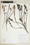 Gentianella fruticulosa image