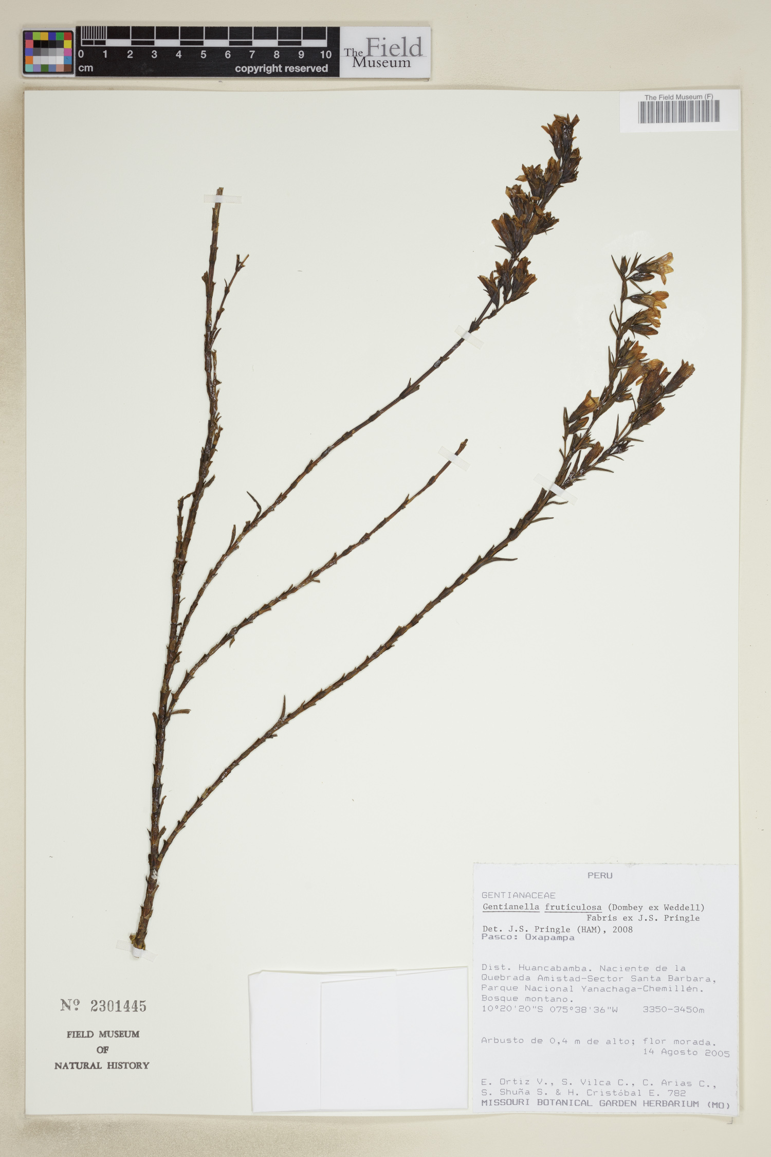 Gentianella fruticulosa image