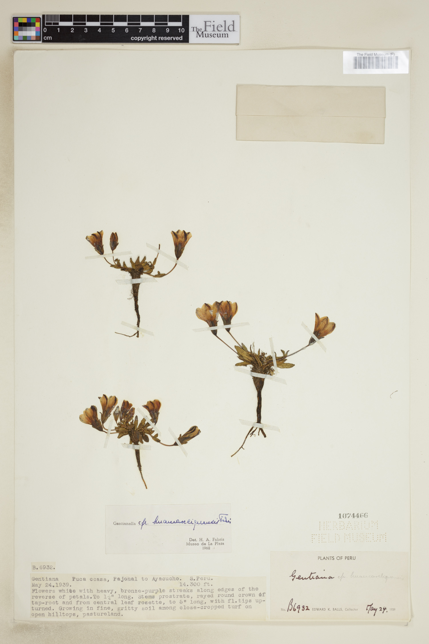 Gentianella huancaveliquensis image