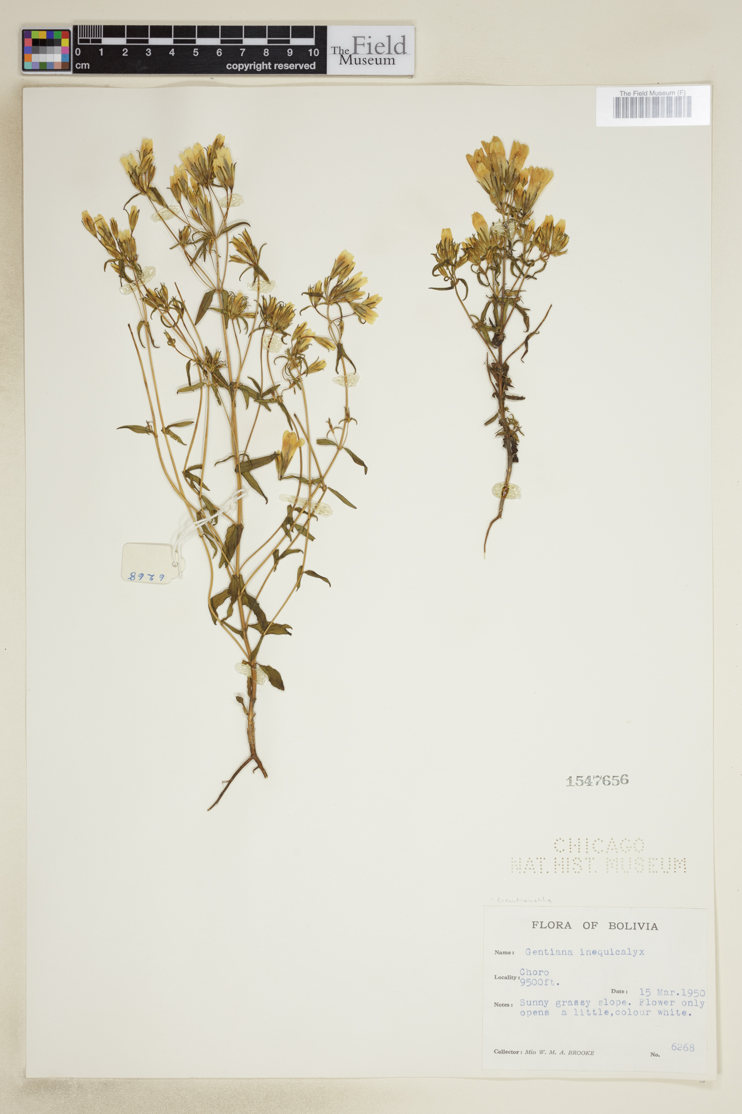 Gentianella inaequicalyx image