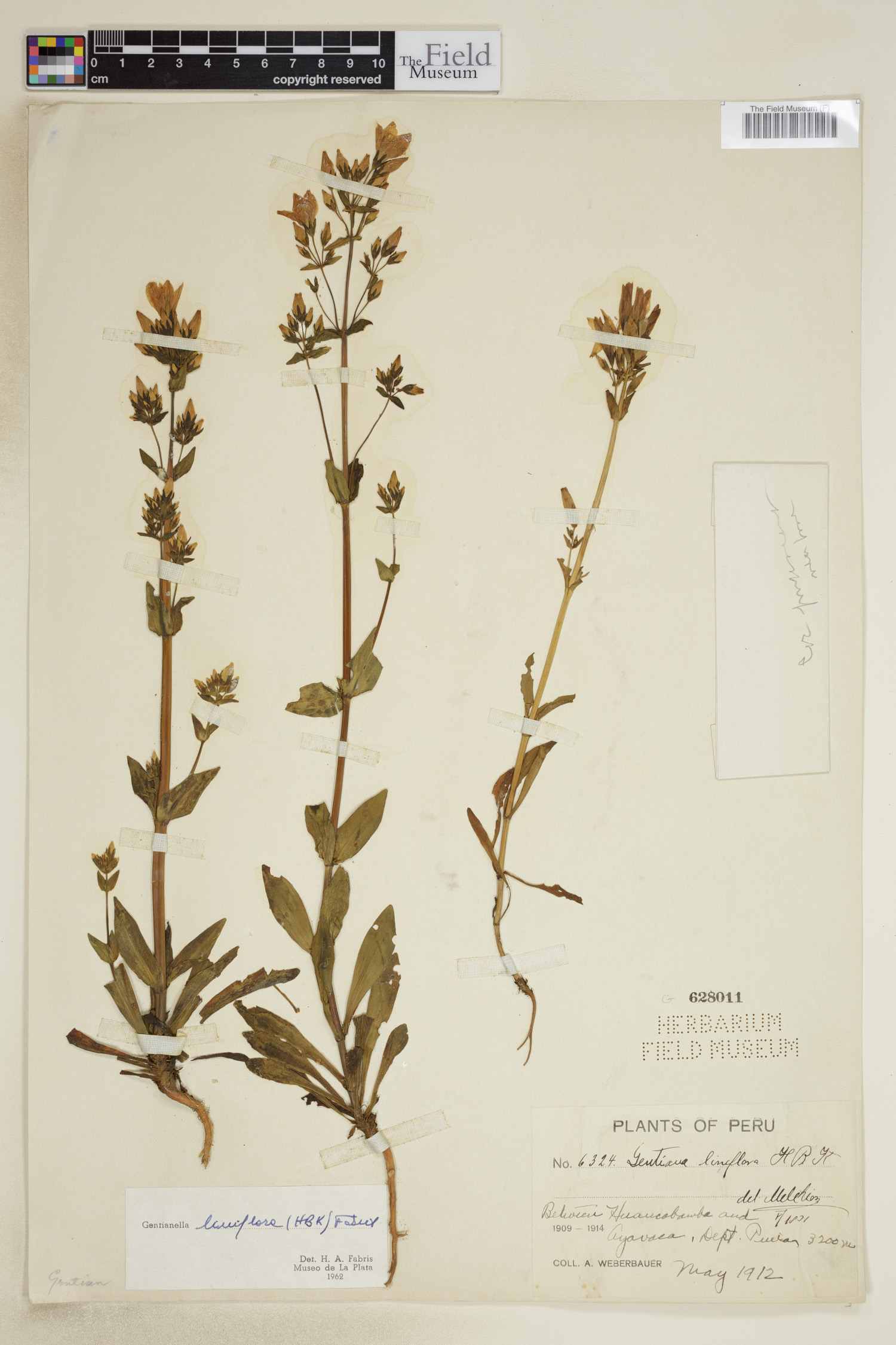 Gentianella liniflora image