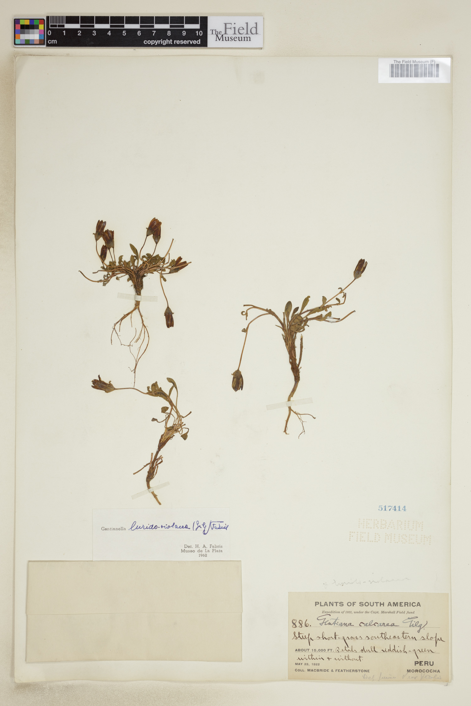 Gentianella luridoviolacea image