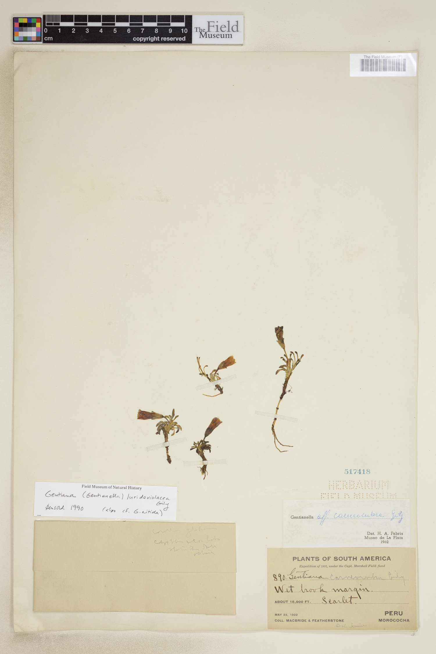 Gentianella luridoviolacea image