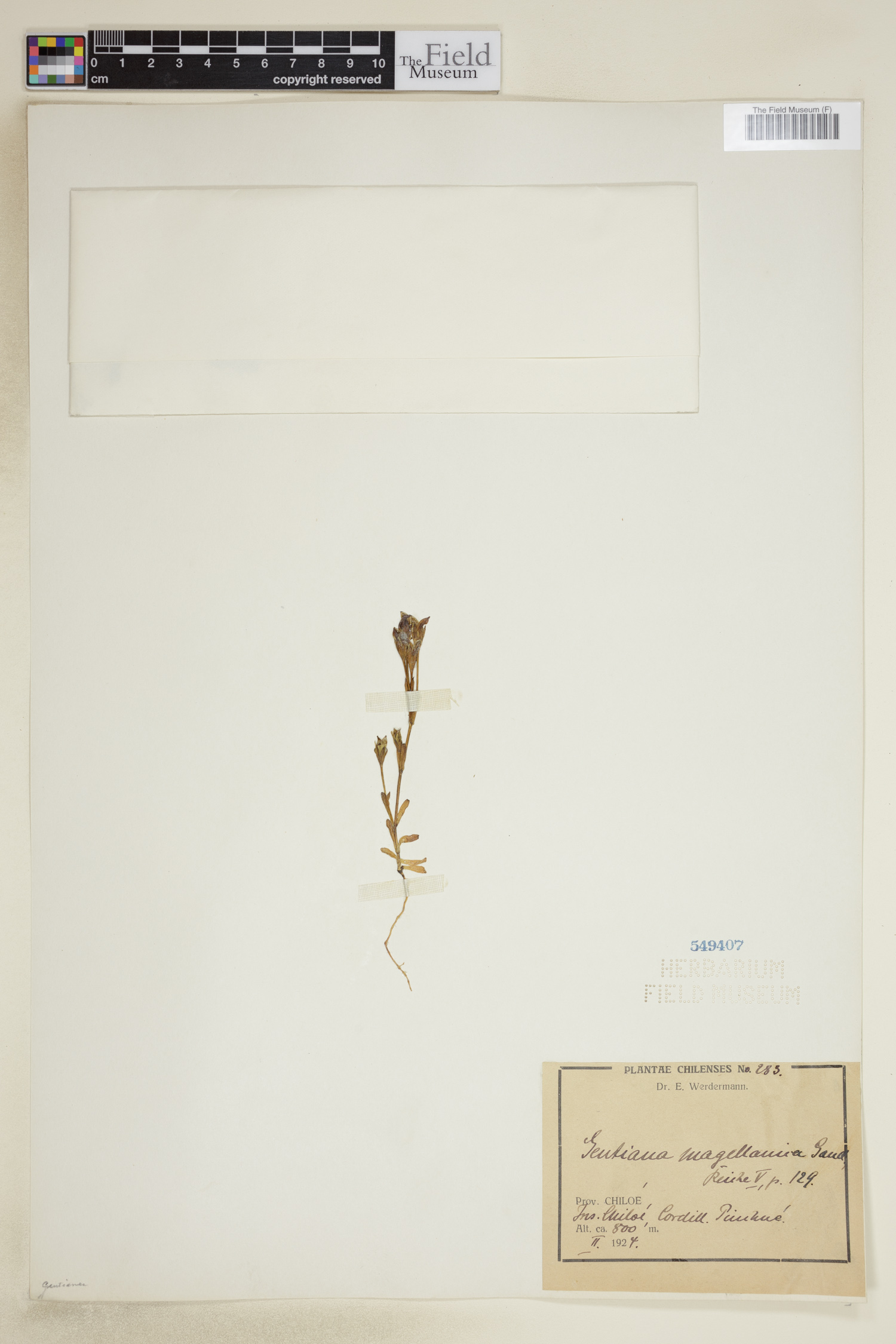 Gentianella magellanica image