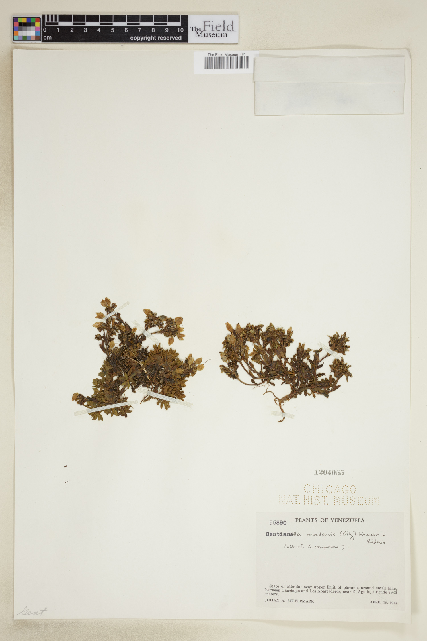 Gentianella nevadensis image