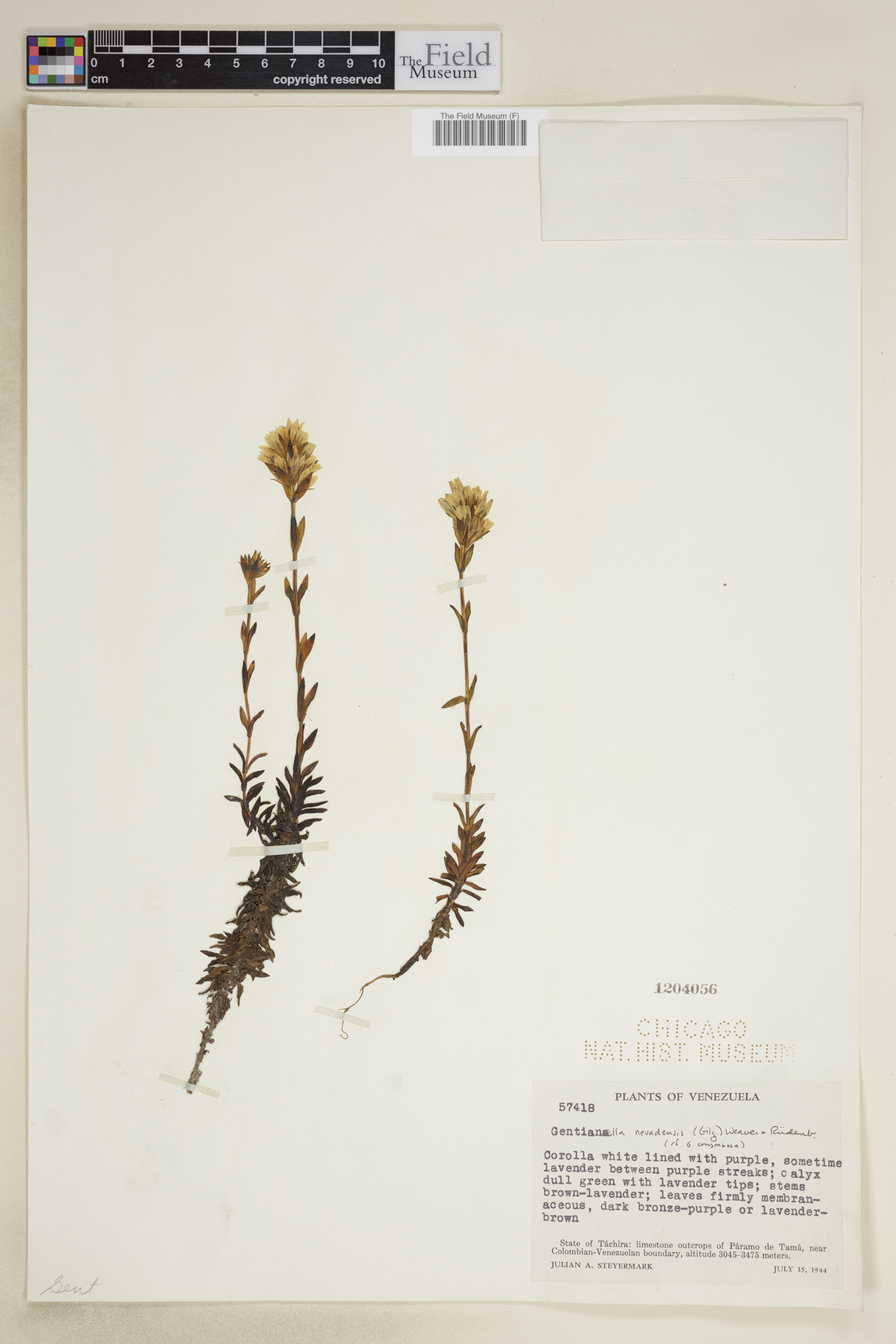 Gentianella nevadensis image