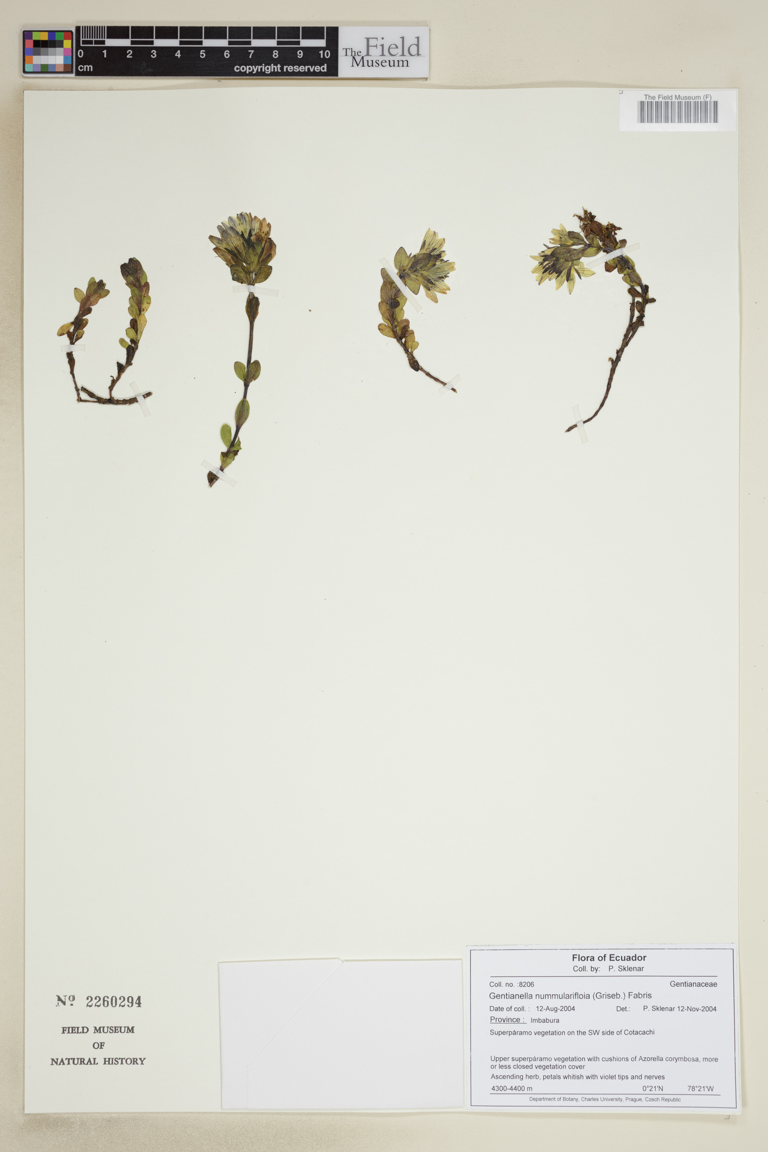 Gentianella nummulariifolia image
