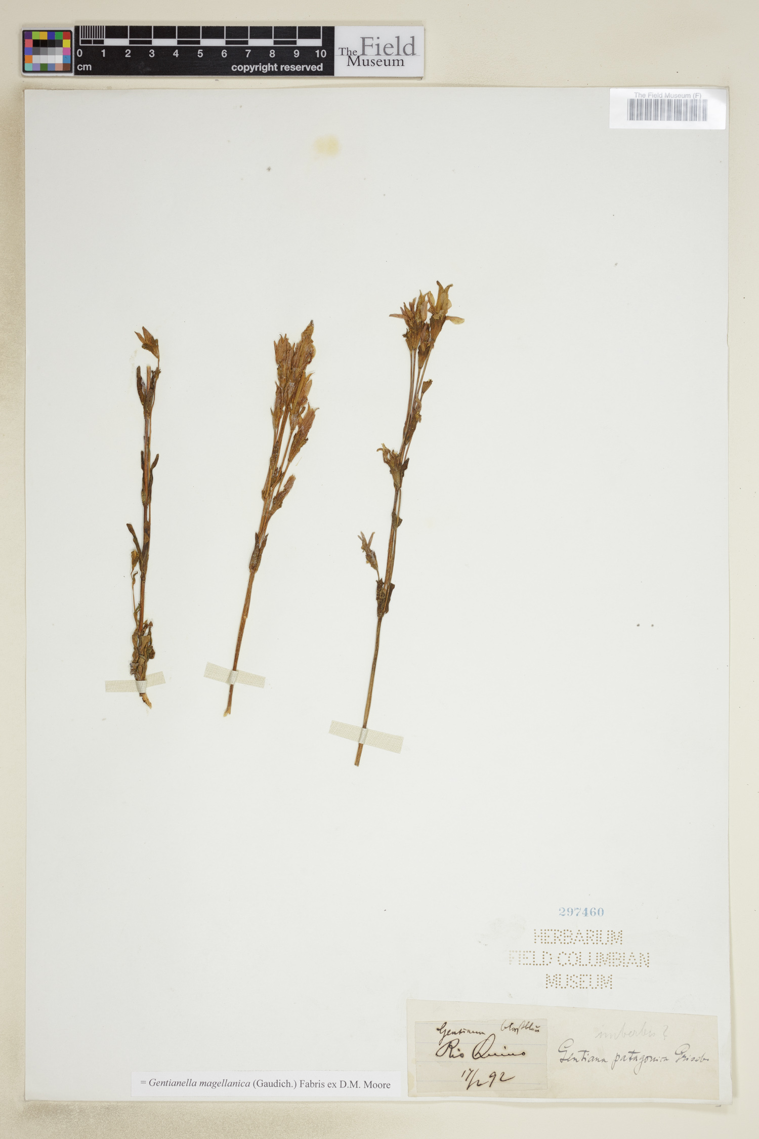 Gentianella magellanica image