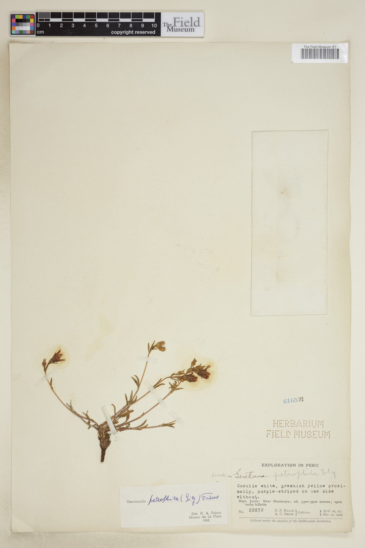 Gentianella petrophila image