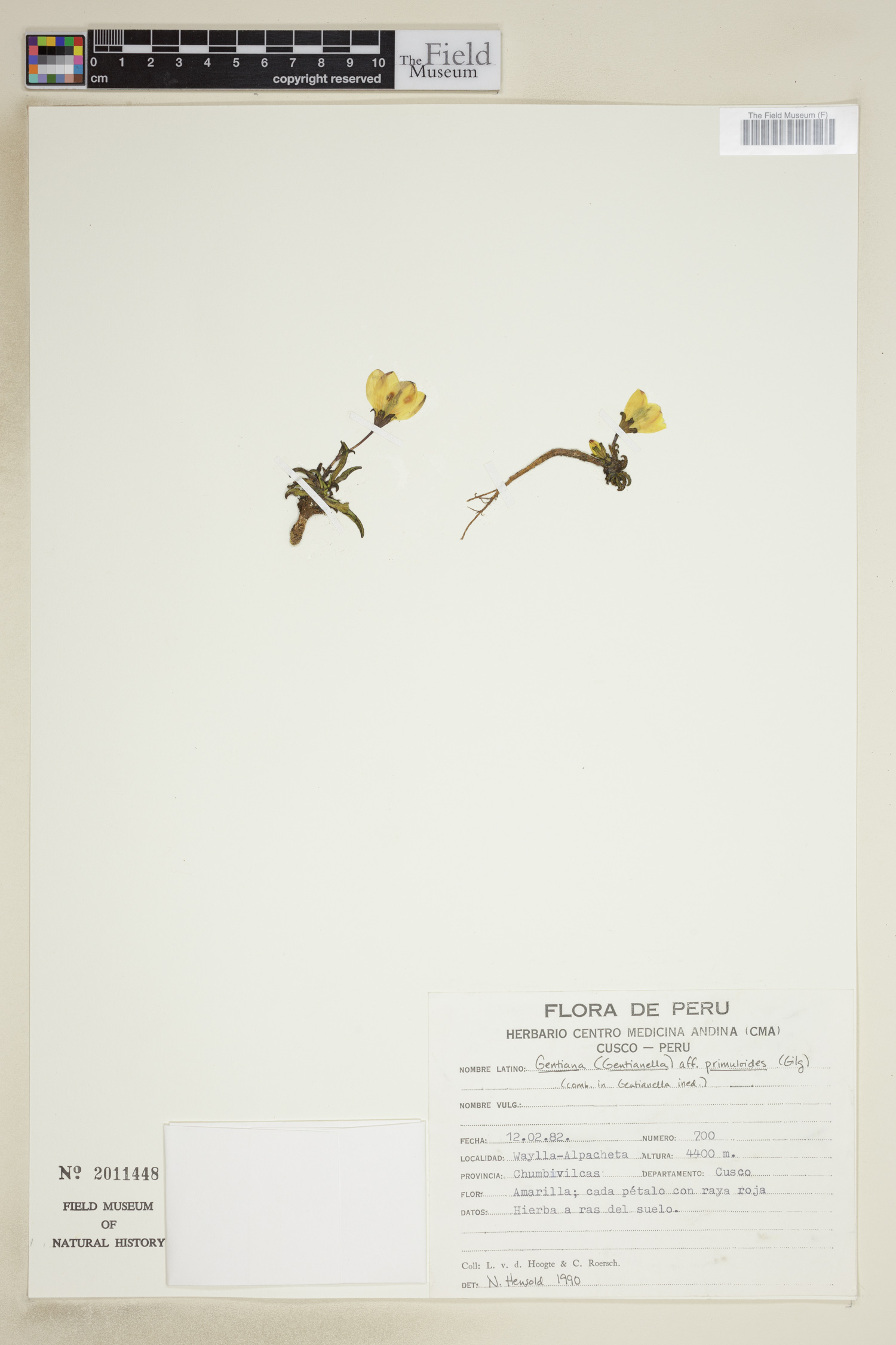 Gentianella primuloides image