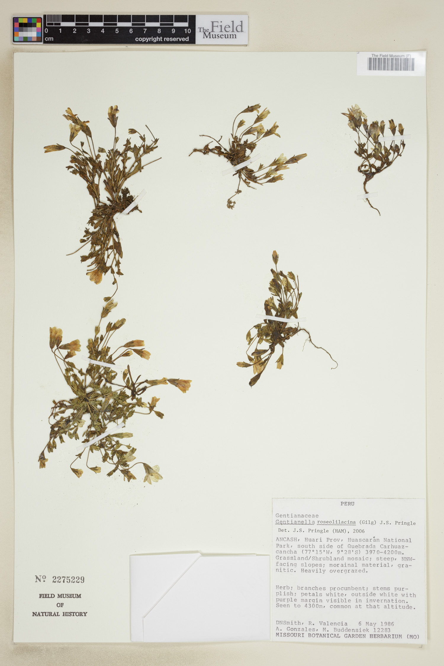 Gentianella roseolilacina image