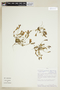 Gentianella roseolilacina image