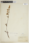 Gentianella scarlatiflora image